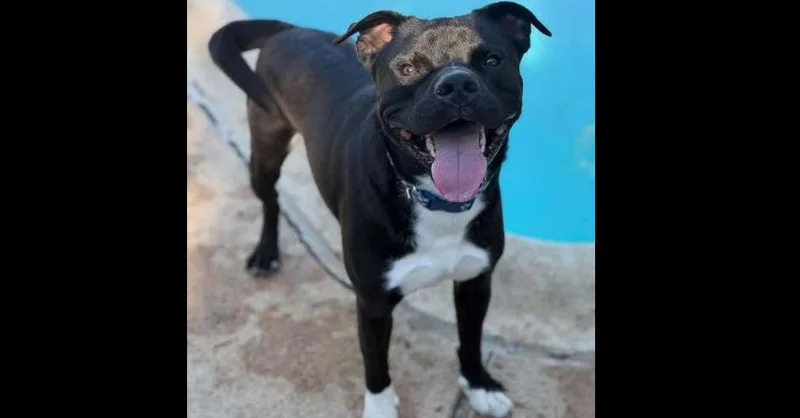 An adult medium-sized male American Staffordshire Terrier dog named Boll Weevil for adoption in Dallas, TX