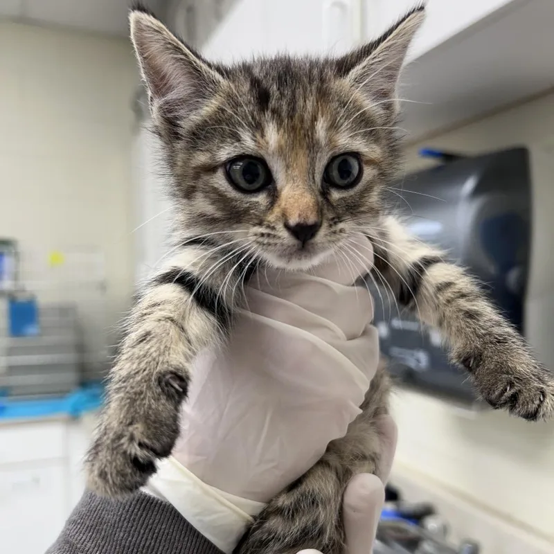 Lentil