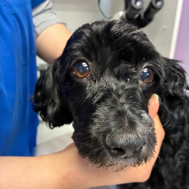 A senior small-sized male Black Havanese dog named Cory for adoption in Northbrook, IL