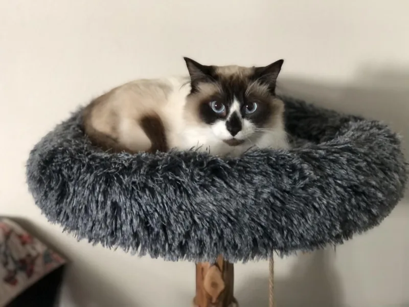 An adult large-sized male Blue Cream Siamese cat named Blu for adoption in Seattle, WA