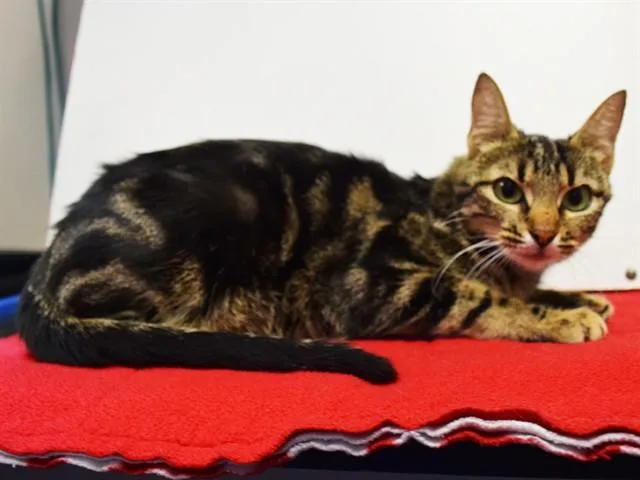 A young small-sized female Domestic Short Hair cat named Hope for adoption in Sacramento, CA