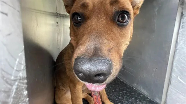 A young medium-sized female Australian Cattle Dog / Blue Heeler dog named Kim for adoption in Lees Summit, MO