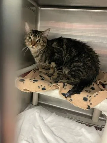 A young large-sized male Domestic Short Hair cat named Calvin for adoption in West Palm Beach, FL