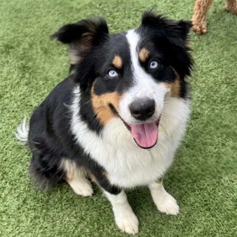 A young medium-sized female Australian Shepherd dog named Kiki for adoption in Newport Beach, CA