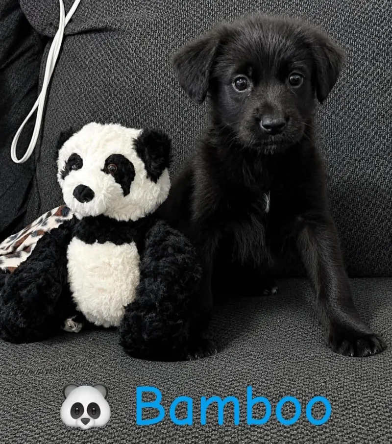A baby medium-sized male Black Labradoodle dog named Bamboo for adoption in Grand Rapids, MI