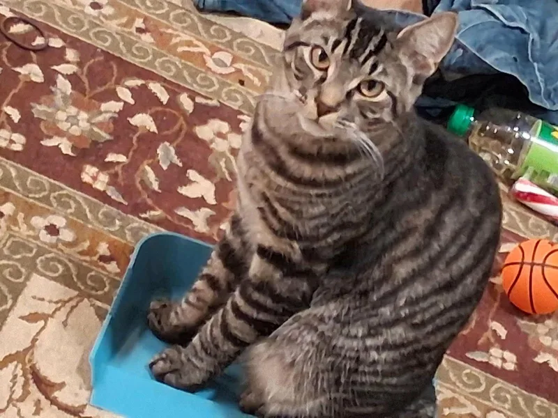 A young medium-sized male Gray / Blue / Silver Domestic Short Hair cat named OZZY   Offeread for adoption in Hillsboro, OR