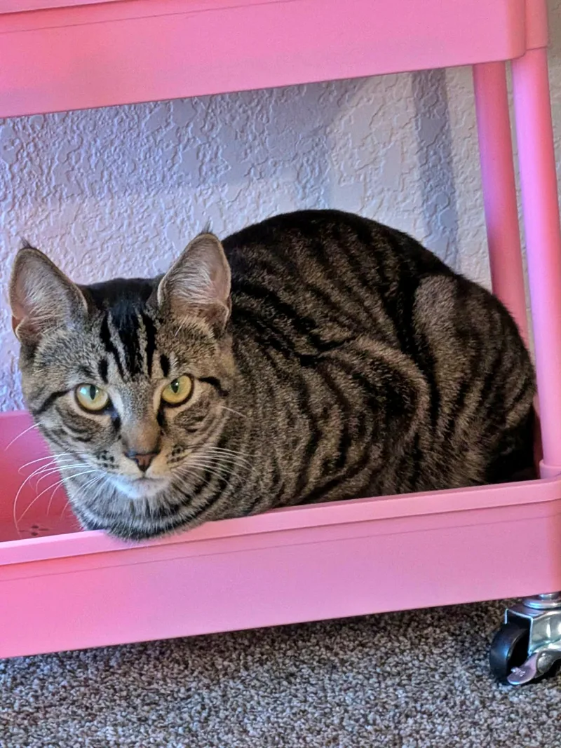 OZZY   Offeread thumbnail 2