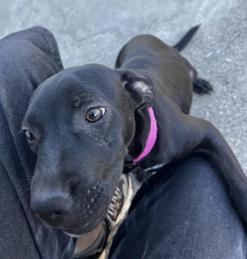 A young small-sized female Black Labrador Retriever dog named Judy for adoption in Lexington, KY