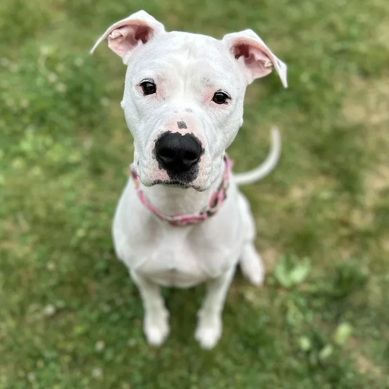 An adult medium-sized female Mixed Breed dog named Momo for adoption in Youngstown, OH