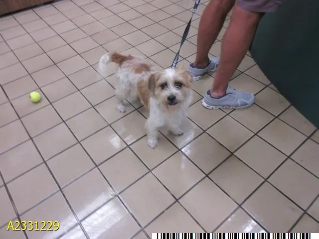 A young small-sized male Mixed Breed dog named Tommy for adoption in West Palm Beach, FL