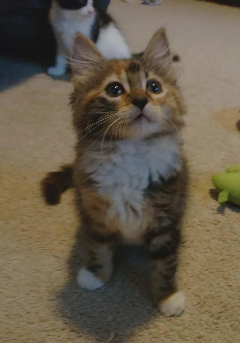 A young medium-sized female Domestic Long Hair cat named Twix for adoption in Baltimore, MD