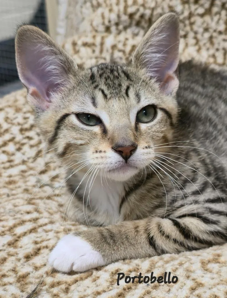 A baby medium-sized male Domestic Short Hair cat named Portabella for adoption in Cedar Rapids, IA
