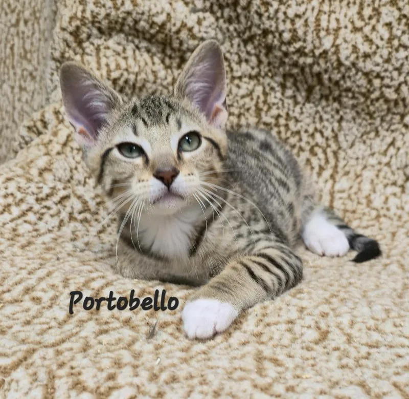 Portabella thumbnail 2