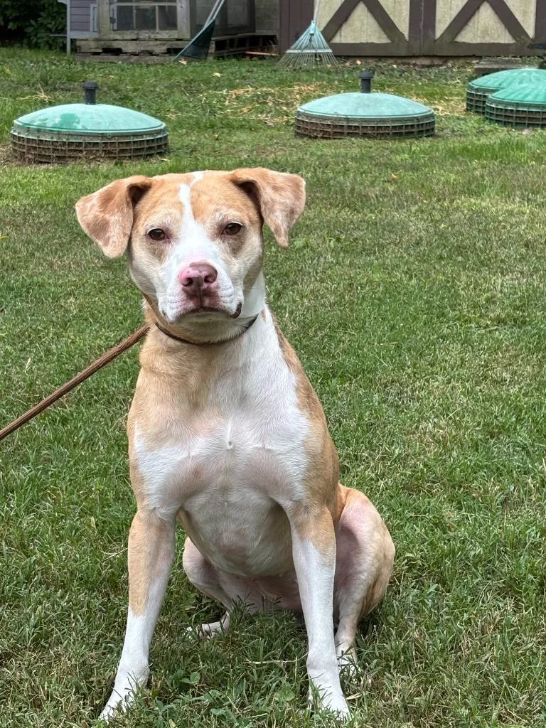 An adult medium-sized female Catahoula Leopard Dog dog named Pumpkin for adoption in Cambridge, MD