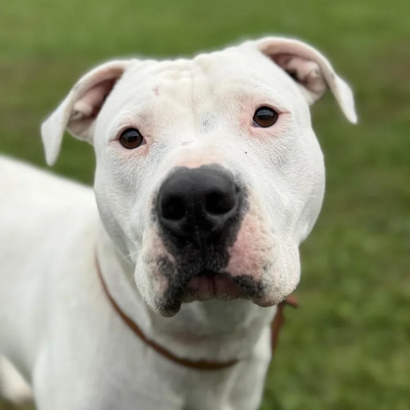 An adult medium-sized male Pit Bull Terrier dog named MONTStray for adoption in Perkiomenville, PA
