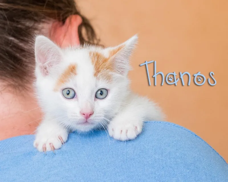A baby small-sized male Orange & White Domestic Short Hair cat named Thanos for adoption in Somerset, PA