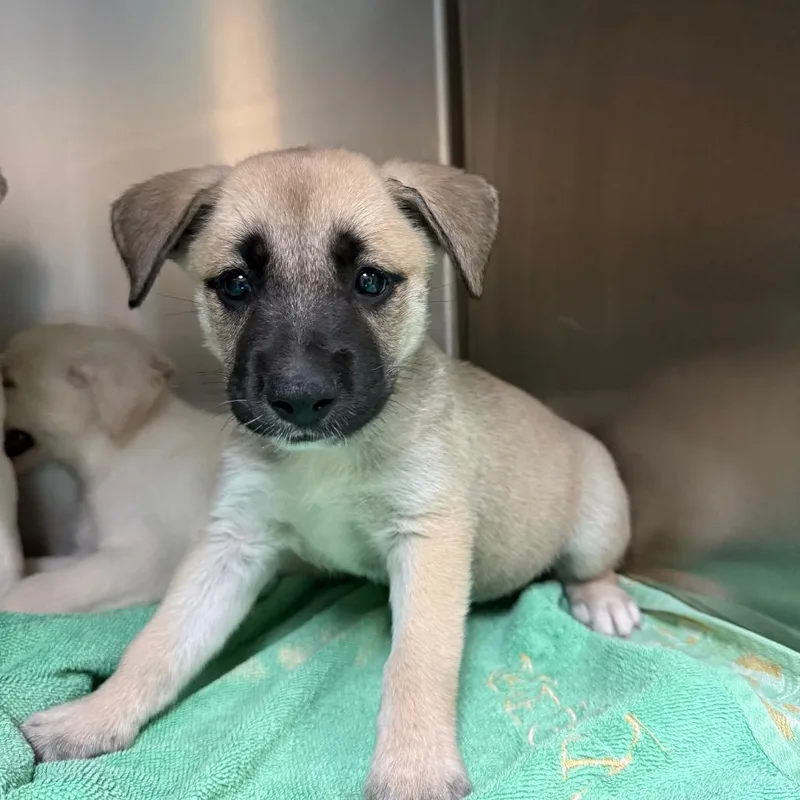 A baby small-sized female Yellow / Tan / Blond / Fawn Labrador Retriever dog named Name Unknown for adoption in Pasadena, CA