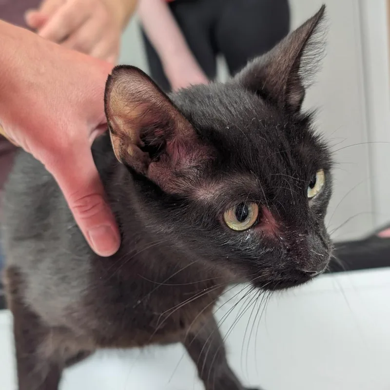 An adult medium-sized female Black Domestic Short Hair cat named Penelope for adoption in Canton, IL