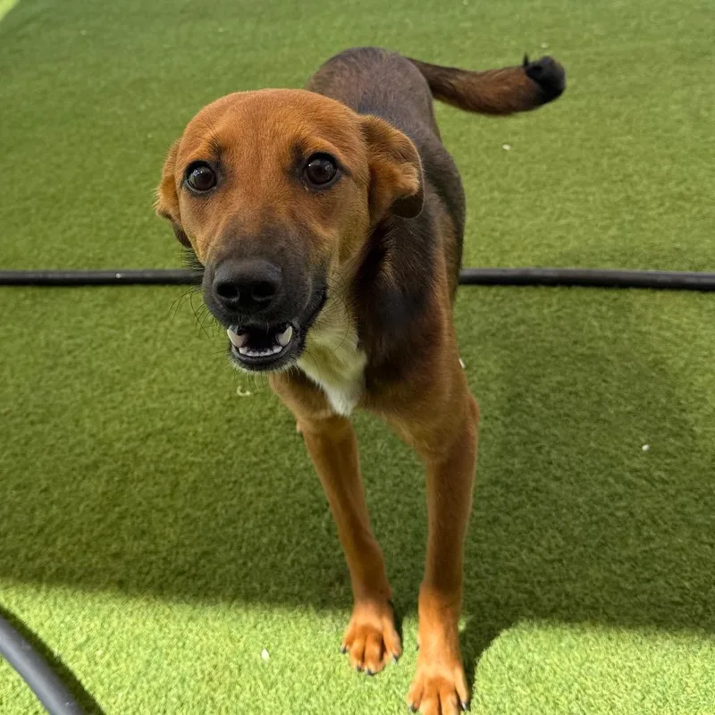 An adult small-sized female German Shepherd Dog dog named Ivy for adoption in LOXAHATCHEE, FL