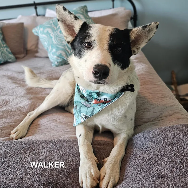 An adult medium-sized male White / Cream Australian Cattle Dog / Blue Heeler dog named Walker for adoption in Luttrell, TN