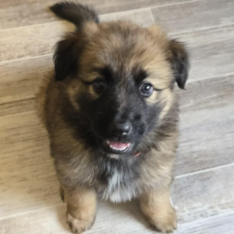 A baby medium-sized female Shepherd dog named Shenandoah for adoption in Normal, IL