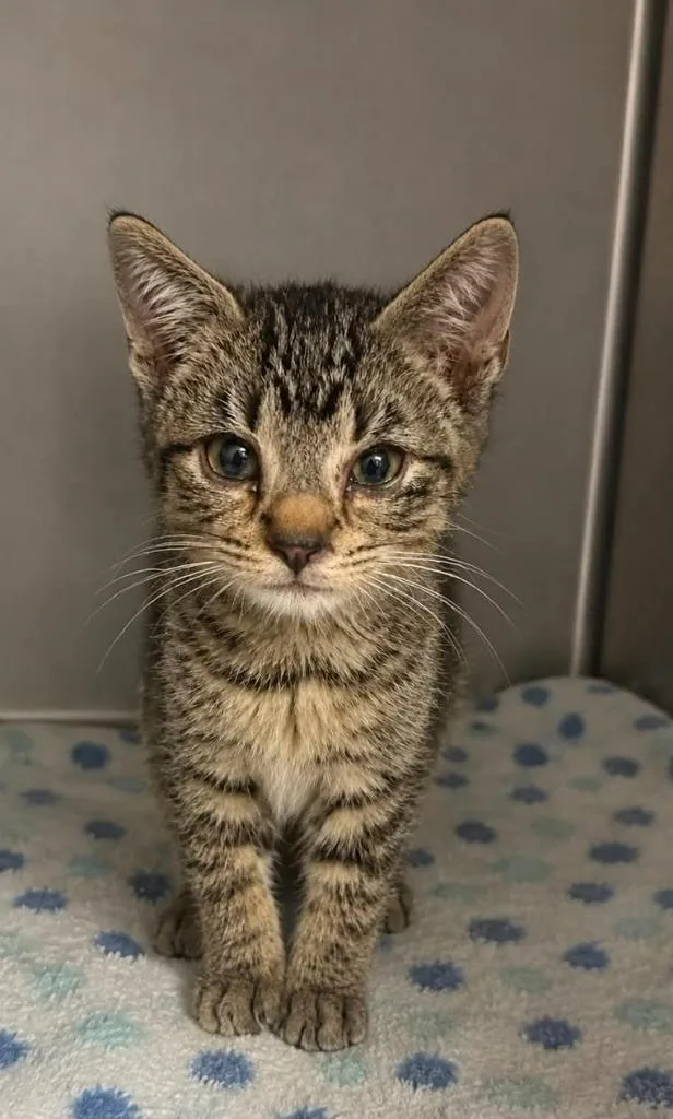 A baby small-sized male Domestic Short Hair cat named Cameron for adoption in Columbia, TN