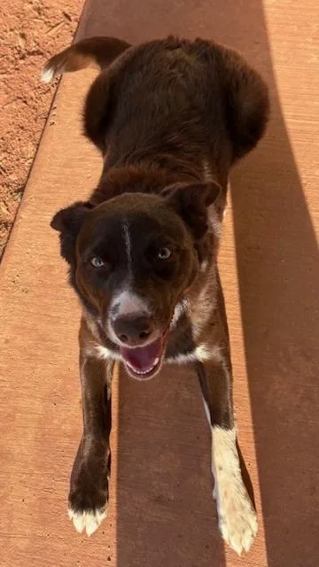 A baby medium-sized male Australian Shepherd dog named Soda for adoption in Mustang, OK