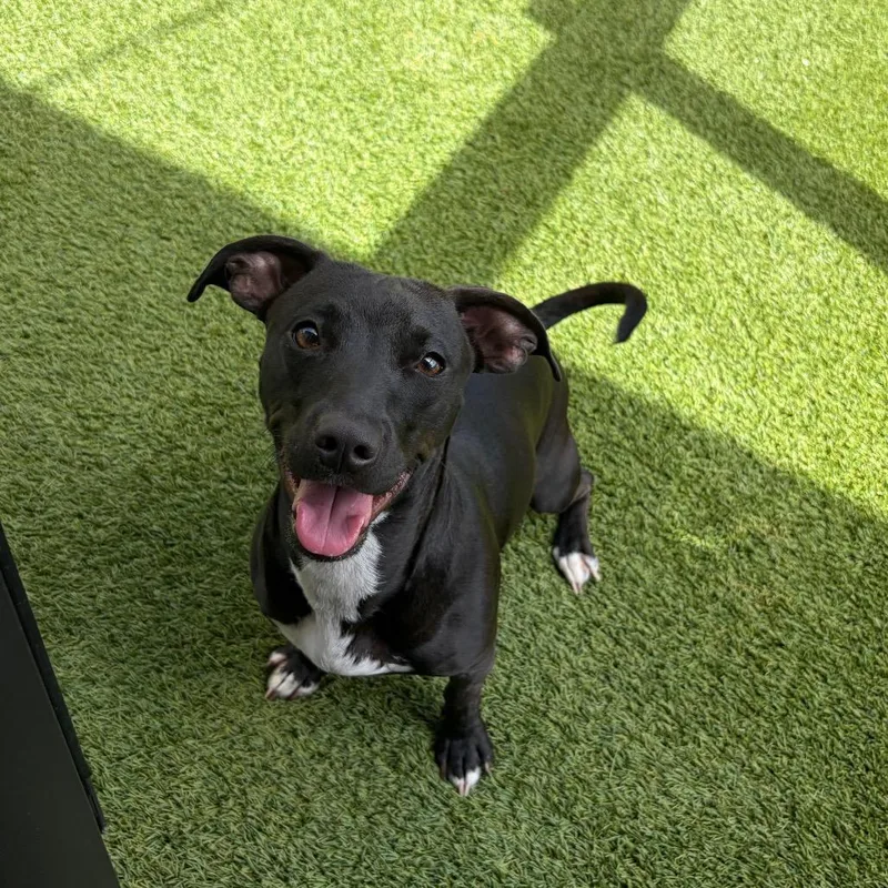 An adult small-sized female Black Mixed Breed dog named Avery for adoption in LOXAHATCHEE, FL