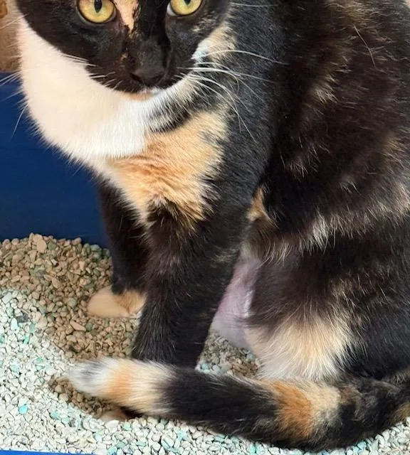 Kymera Calico