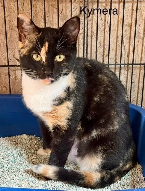 Kymera Calico thumbnail 2