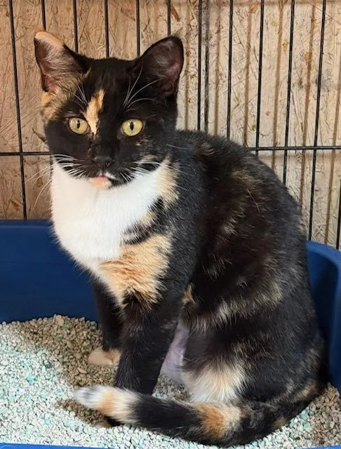 Kymera Calico thumbnail 3