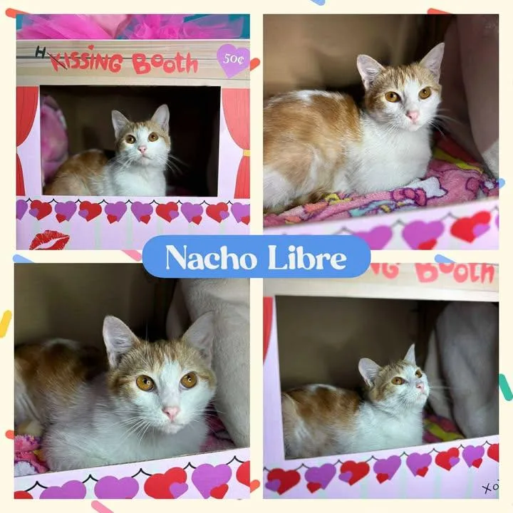A young medium-sized male Orange & White American Shorthair cat named Nacho Libre for adoption in Huntington, WV