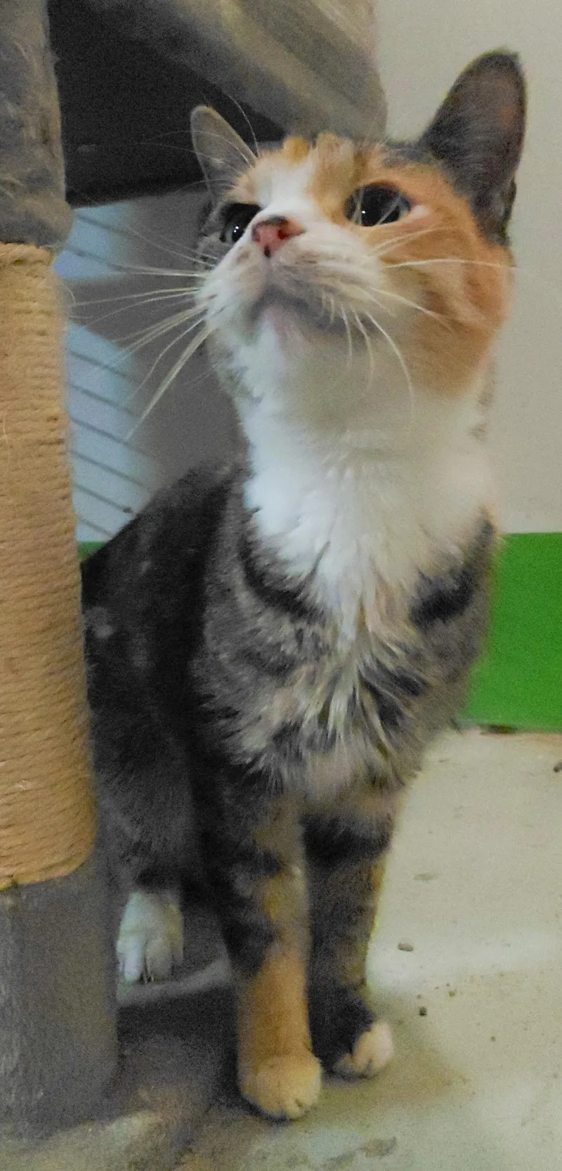 An adult medium-sized female Domestic Short Hair cat named Maci for adoption in Billings, MT