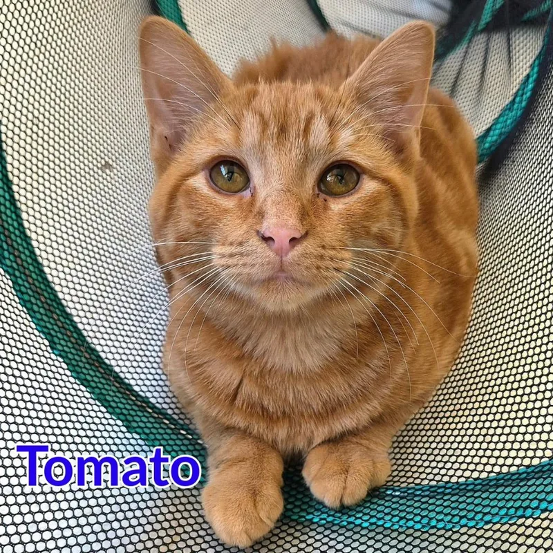 A baby medium-sized male Domestic Short Hair cat named Tomato for adoption in North Saint Paul, MN