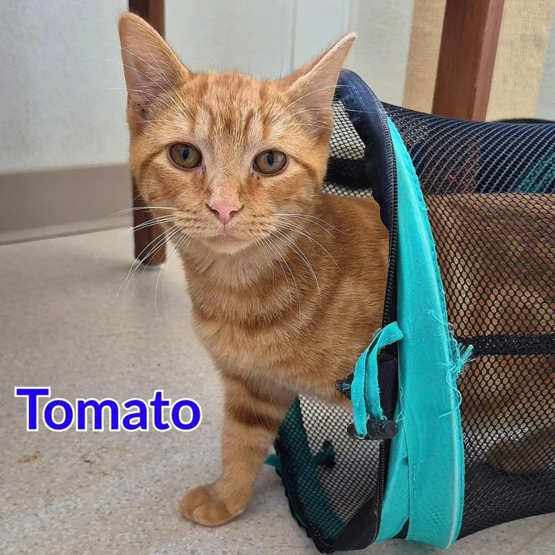 Tomato thumbnail 2
