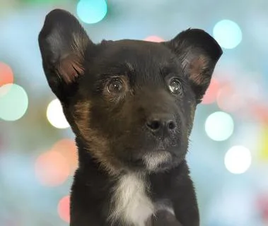 A baby medium-sized female Black Mixed Breed dog named Lita for adoption in Schaumburg, IL
