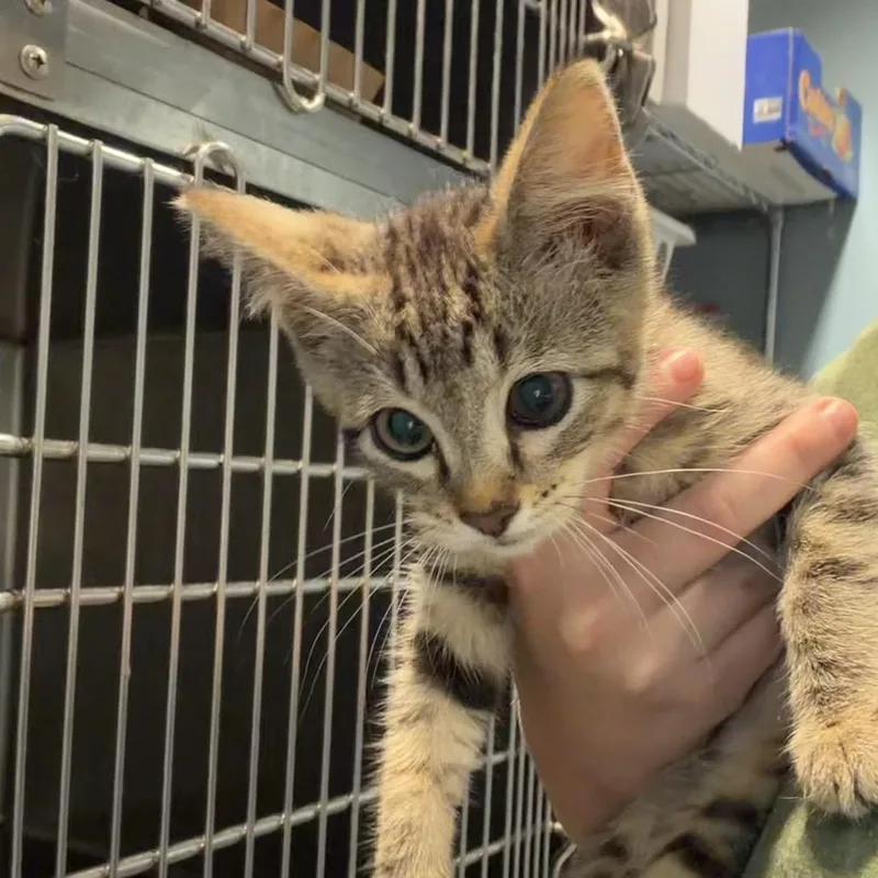 A baby small-sized male Gray / Blue / Silver Domestic Short Hair cat named Toby for adoption in Chattanooga, TN