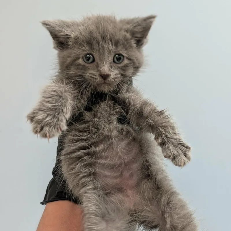 A baby small-sized male Domestic Medium Hair cat named Prince for adoption in Portage, MI