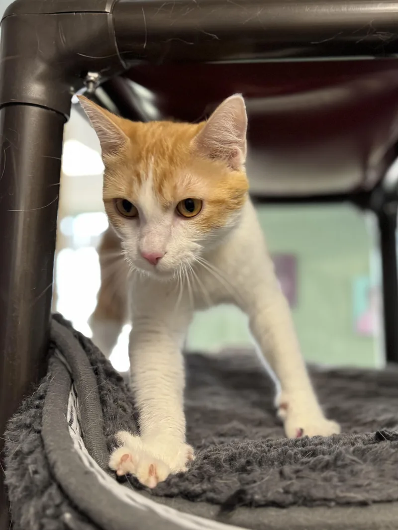 Ginger thumbnail 2