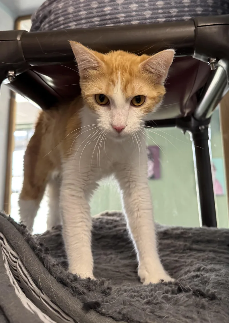 Ginger thumbnail 3