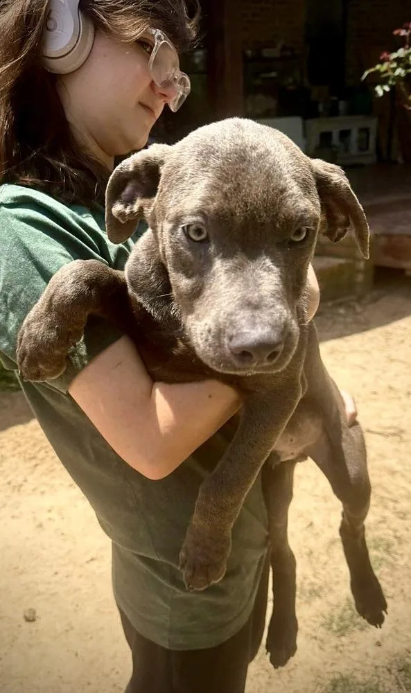 A baby medium-sized male Gray / Blue / Silver Pit Bull Terrier dog named Legos for adoption in Syracuse, NY
