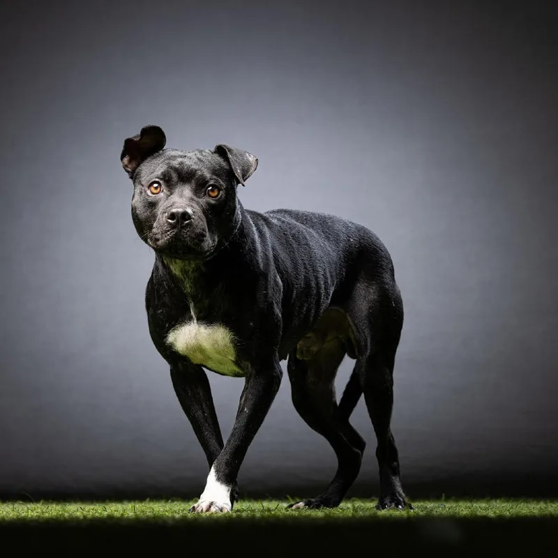 An adult medium-sized male Black Mixed Breed dog named Baxter for adoption in Jupiter, FL
