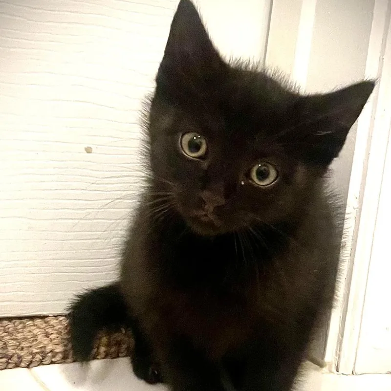 A baby small-sized male Domestic Short Hair cat named Baron in Cockeysville for adoption in Alexandria, VA