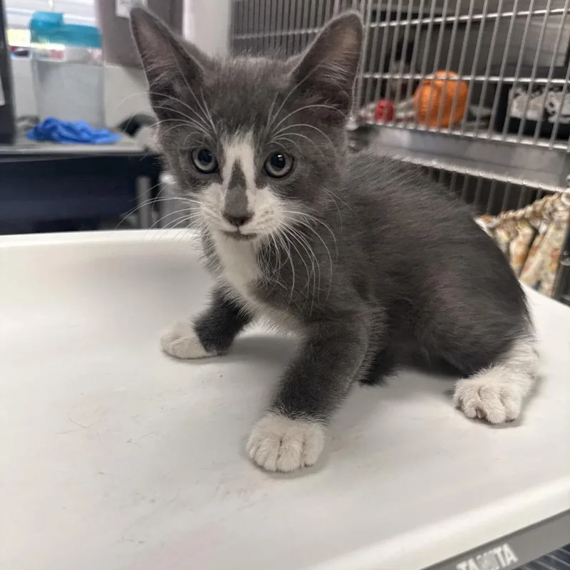 A baby small-sized male Gray / Blue / Silver Domestic Short Hair cat named Peck for adoption in Henderson, NV