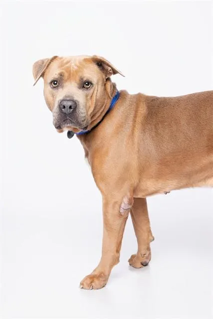 An adult extra large-sized male American Bulldog dog named Bool for adoption in Miami, FL