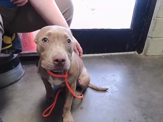 A young small-sized male Pit Bull Terrier dog named Jake for adoption in Tulsa, OK