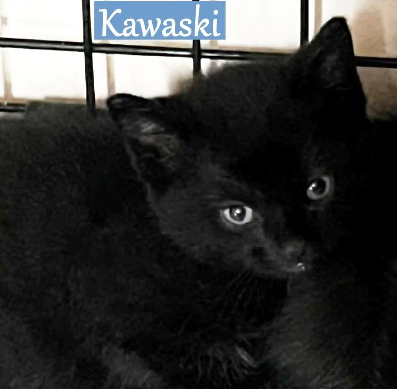 A baby medium-sized male Domestic Short Hair cat named Kawasaki for adoption in Hoover , AL