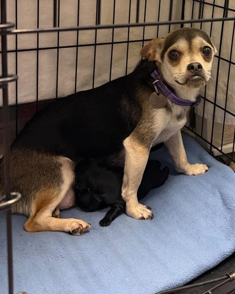 An adult small-sized female Chihuahua dog named Zealand for adoption in Reno, NV