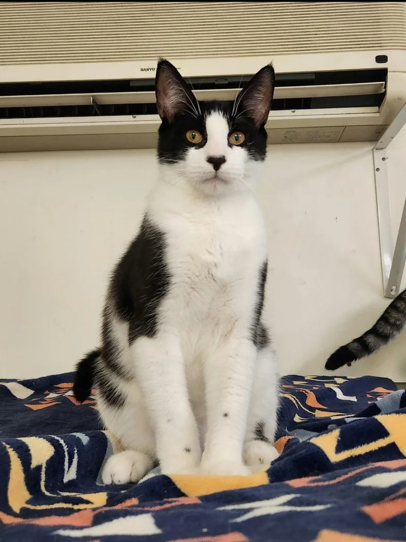 A young medium-sized male Tuxedo cat named Luke for adoption in Chester, NJ