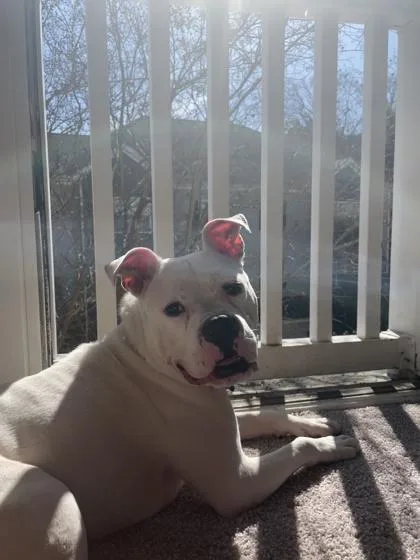 An adult large-sized male Mixed Breed dog named Snickers for adoption in Chamblee, GA